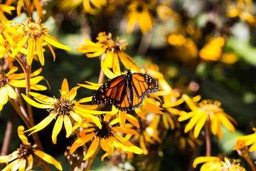 butterfly on yellow flowers
