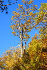 Blue Ridge Parkway Fall Tree
