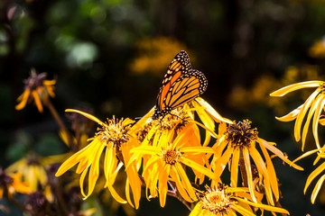 Fototapeta na wymiar butterfly on yellow flowers