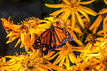 butterfly on yellow flowers