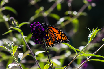 butterfly on yellow flowers