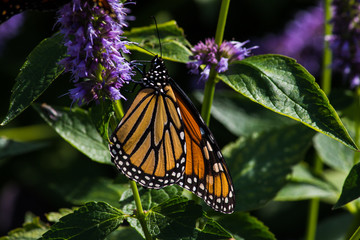 butterfly on yellow flowers