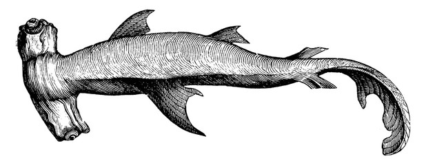 Hammerhead Shark, vintage illustration. - obrazy, fototapety, plakaty