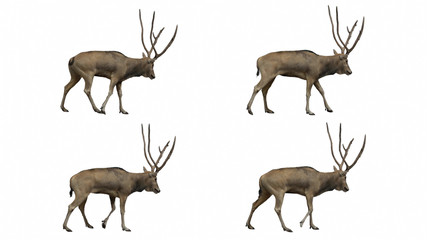 David's deer slowly walking seamlessly looped on black screen, real shot, isolated on alpha channel premultiplied with black and white matte, perfect for digital composition, cinema, 3d mapping.