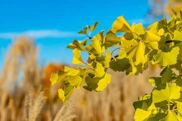 Different shape and colors fall leaves