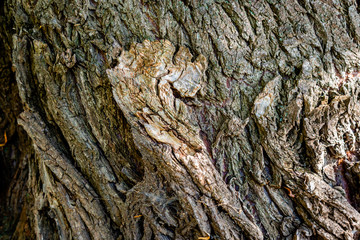 Tree Bark texture, close-up photo 