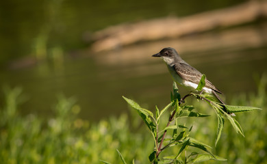bird on a branch near a lake