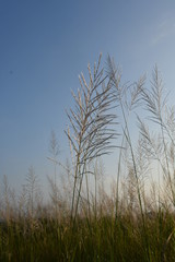 Fototapeta premium trees in fog