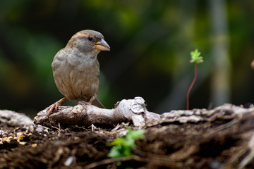  (Passer domesticus) gorrión común hembra reposando en una rama