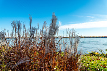 High white decorative reeds in the nature, blue sky 