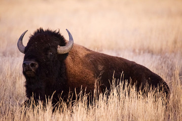 Bison Lying Rocky Mountain Arsenal Wildlife Refuge