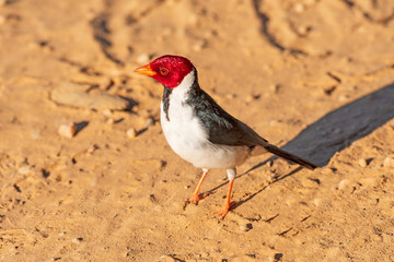 Red Crested Cardinal in the Pantanal