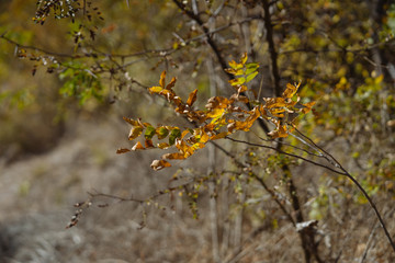 The first yellow leaves on tree branches on a sunny October day.