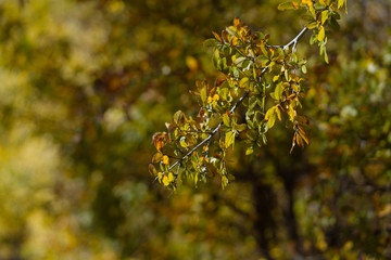 The first yellow leaves on tree branches on a sunny October day.