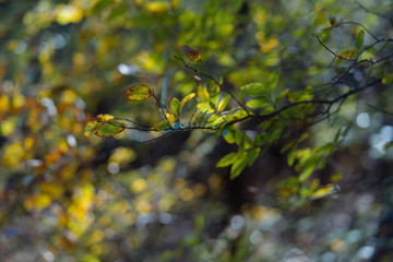 The first yellow leaves on tree branches on a sunny October day.