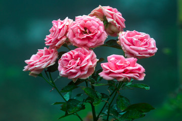 Rose and warm light in garden background