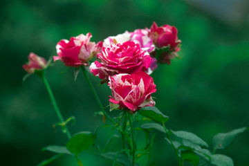   Photos Luxurious bright red rose Red Star against the background of lush green garden. Rose petals with dew drops.