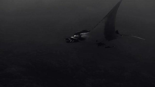 Manta swimming around like flying at Soccoro, Mexico part2