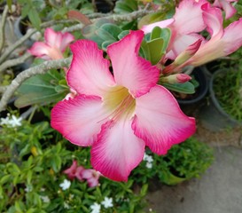 Naklejka premium Adenium obesum is the name of a colorful plant of beautiful flowers Is a plant that can be easily grown Very resistant to drought conditions Until receiving the nickname 