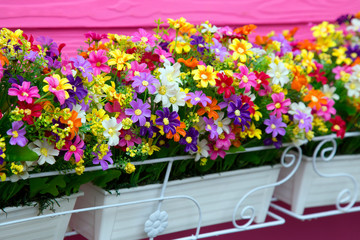 Flowers in pots , colorful flowers pots, flowers shop,Shelves with colorful flowers in pots in floral garden 