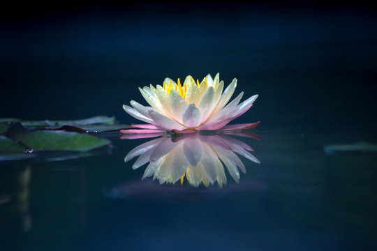 Beautiful lotus flower on the water after rain in garden.