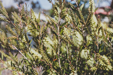 native Australian yellow callistemon bottle brush plant outdoor in a sunny backyard