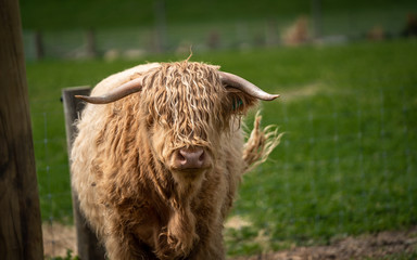 Fototapeta premium Cow With Natural View Background