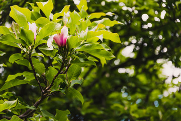 pink japanese magnolia tree outdoor in sunny garden