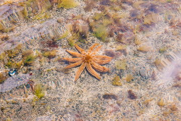 eleven armed starfish underneath the water