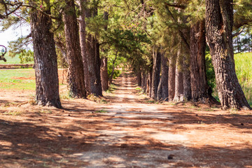 forest, tree, nature, trees, path, autumn, landscape, park, green, road, woods, wood, leaves, leaf, spring, foliage, outdoors, fall, sun, season, summer, footpath, way, branch, trail