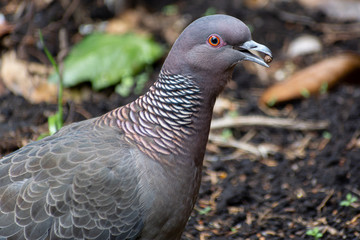 primer plano de La paloma bravía (Columba livia) comiendo - Argentina