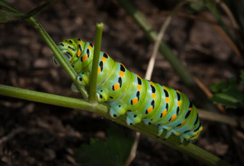 caterpillar