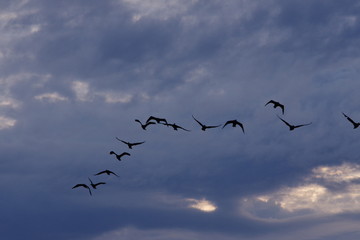 野鳥の群れ