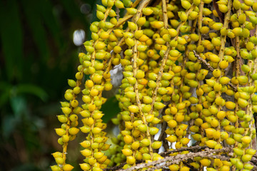 Areca or betel palm fruit isolated on a blurred background