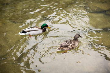 A couple of male and female ducks swimming in the lake