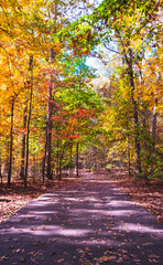Naklejka premium Path at Deep Run Park in Fall