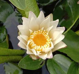 Lotus on green leaf and water surface is considered a symbol of virtue. Belief has existed since...