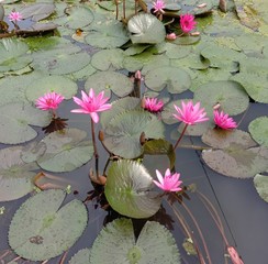 Lotus on green leaf and water surface is considered a symbol of virtue. Belief has existed since...