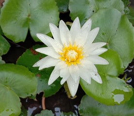 Lotus on green leaf and water surface is considered a symbol of virtue. Belief has existed since...