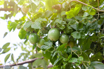 Raw Passion fruits on tree with sunlight on blur nature background.