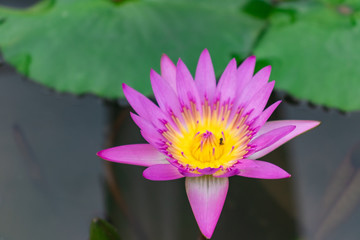 Pink lotus flower in the pond