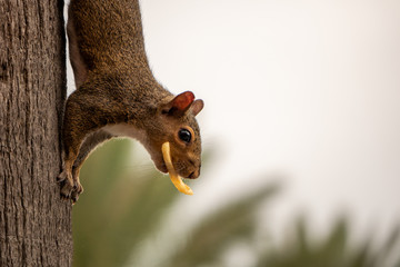 squirrel on a tree with a french fry