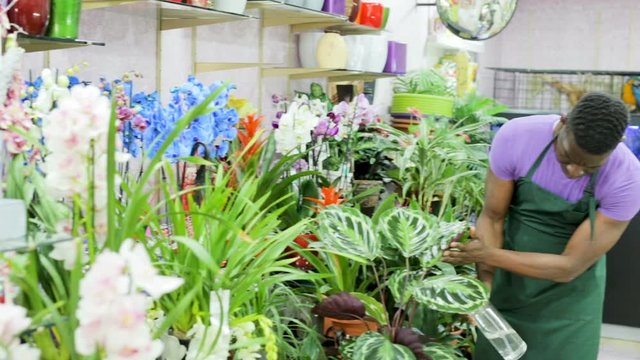 Experienced African-American male florist spraying potted flowers in flower shop