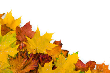 Colorful maple autumn leaves isolated on a white background.