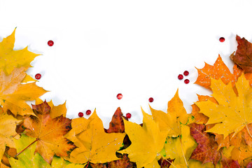Colorful maple autumn leaves with cranberries isolated on a white background. Frame. Top view.
