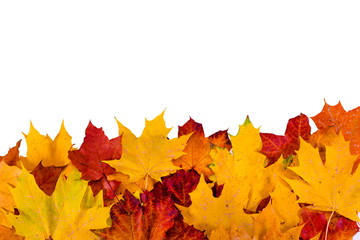Colorful maple autumn leaves isolated on a white background.