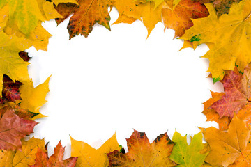 Frame of colorful maple autumn leaves isolated on a white background.