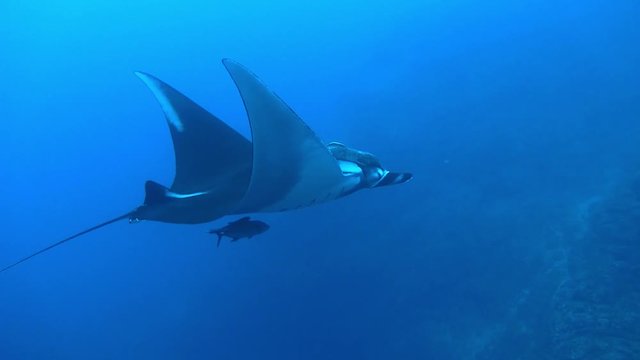 Manta swimming around like flying at Soccoro, Mexico