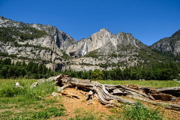 Fototapeta na wymiar Arbol caído en Yosemite