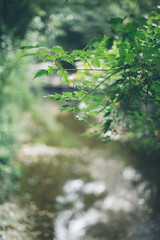 leaves in the forest
